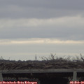 16_00-mast.jpg