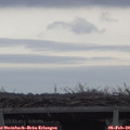 16_15-mast.jpg
