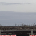 16_40-mast.jpg
