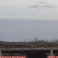 16_45-mast.jpg