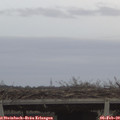 16_50-mast.jpg