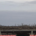 16_55-mast.jpg