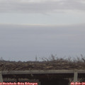 17_00-mast.jpg