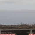17_10-mast.jpg
