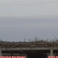 17_15-mast.jpg