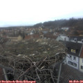 17_15-nest.jpg