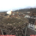 07_50-nest.jpg