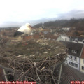 08_05-nest.jpg