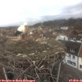 08_10-nest.jpg