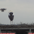 08_35-mast.jpg