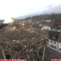 08_45-nest.jpg