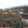 08_50-nest.jpg