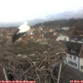 08_55-nest.jpg