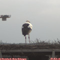 09_05-mast.jpg
