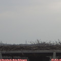 09_30-mast.jpg