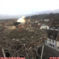09_35-nest.jpg