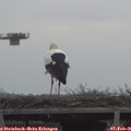 09_45-mast.jpg