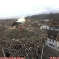 09_50-nest.jpg