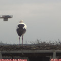 10_30-mast.jpg