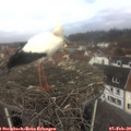 10_45-nest.jpg
