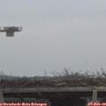 10_50-mast.jpg