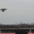 10_55-mast.jpg