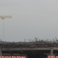 11_00-mast.jpg