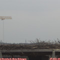 11_05-mast.jpg