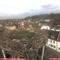 11_05-nest.jpg