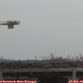 11_10-mast.jpg