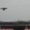 11_15-mast.jpg