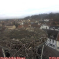 11_15-nest.jpg