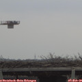 11_20-mast.jpg