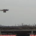 11_35-mast.jpg