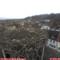 11_40-nest.jpg