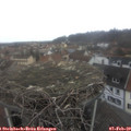 11_50-nest.jpg