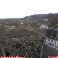 11_55-nest.jpg