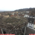 12_00-nest.jpg