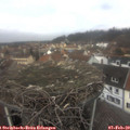 12_10-nest.jpg
