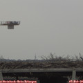 13_00-mast.jpg