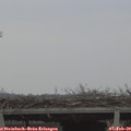 13_40-mast.jpg