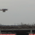 13_50-mast.jpg