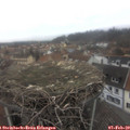 14_00-nest.jpg