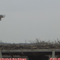 14_05-mast.jpg