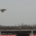 14_10-mast.jpg