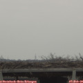 14_20-mast.jpg