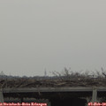 14_25-mast.jpg