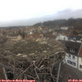 14_25-nest.jpg