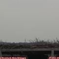 14_35-mast.jpg