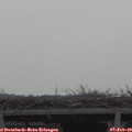 14_40-mast.jpg